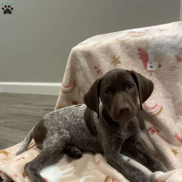 Kit Kat, German Shorthaired Pointer Puppy